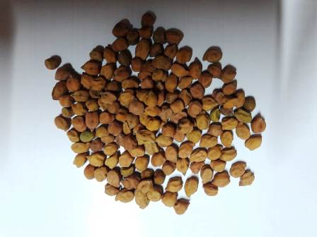 Bengal Grams , Chana